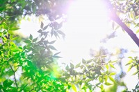国交省、運輸部門などのグリーン施策やプロジェクトを調査 画像