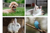 【インターペット2021】2年ぶり開催…ブームの中、動物福祉を考える 4月1-4日 画像