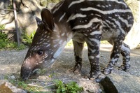 伊豆シャボテン動物公園でベビーラッシュ…アメリカバクやジェフロイクモザルなど 画像
