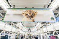 「深い癒やしトレイン」再び登場、水族館の人気者も!! 画像