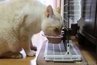 猫の人気記事ランキングTOP5　2021年上半期［リアニマル］ 画像