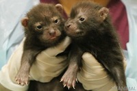 最も原始的な犬、ブッシュドッグの赤ちゃん公開 9月17日から 画像