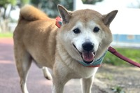 ペットとの出会いが変えた毎日の生活…柴犬の「さぶ」はすべてにおいて最優先 画像