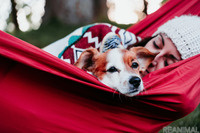 愛犬とグランピング「ドッグフレンドリーテント」…ラフォーレグランピングフィールド 修善寺 画像
