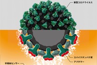 新型コロナウイルスを検出するバイオセンサー、デンソーと3大学が共同開発 画像