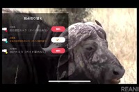 360度映像が可能なオンライン・サファリ…HIS 11月28日 画像