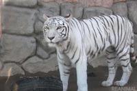2022年は寅年! ホワイトタイガーはどうして白いの?…動物園で聞いてみました 画像
