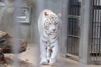 寅年なので、ホワイトタイガーとアムールトラを見てきた［写真23点］ 画像