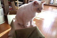 冬に猫とくれば…「ねこたつ」をDIYで作る 画像