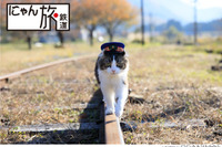 猫駅長の日常が映画に---劇場版『にゃん旅鉄道』 今夏公開 画像
