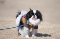 予想外の出会いから家族に、狆の「もんじろう」…飼い主さんにお話を聞きました 画像