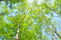 植物由来のCNF強化プラスチック…自動車部品 豊田合成が開発 画像