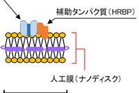 天然ゴム生合成メカニズム解明へ、人工膜を用いた酵素評価方法発明…住友ゴムなど 画像