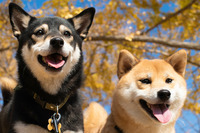 愛犬と専用バスで行く「ワンぽちツアーズ」、犬種限定オフ会 画像