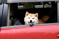 ペットを旅行へ連れて行こうとすると?…愛犬とのレジャーに関する意識・実態 画像