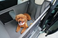「飛行機内も宿泊も愛犬と一緒に過ごす温泉旅プラン」ホンダアクセスが愛犬用アクセサリー提供 画像