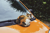 猫のクルマ入り込みトラブルはどう防ぐ? 習性を理解して日頃から確認を 画像