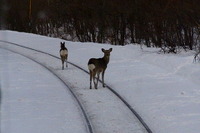 JR北海道で野生動物との衝突運休が急増…回避策に減速運転 12月5日から 画像