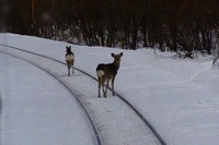 JR北海道が野生動物との衝突・発見件数を公表…コロナ禍以降、シカが増加傾向 2022年度 画像