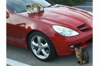 猫からクルマを、クルマを猫から守る「キャットセイバーIII」発売 画像