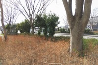 ビッグモーター、除草剤による街路樹枯死を認める 画像