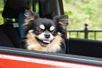愛犬家の車選び、何を重要視する?---広さと安全性 画像