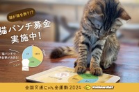 猫パンチで募金だ!!…イエローハットが猫の交通安全を守るキャンペーン 画像