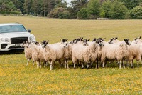 ベントレー、愛犬家の祭典「グッドウーフ2024」に参加…SUV『ベンテイガ」が羊飼いに 画像