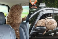 全長155cmのオオサンショウウオと相乗り? 京都でタクシー運行 9月9日から 画像