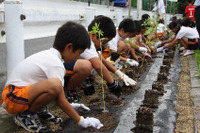 トヨタ車体、ケナフ植栽式を開催、小学生が種から育てた苗を植栽 画像