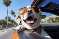 自動車保険でもマイルがたまる、JALとソニー損保が4月1日発売へ 画像