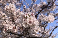 お花見はここへ行く!…2025年春はどこがお勧めですか、教えてください 画像