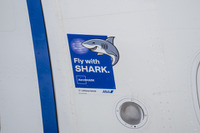 サメ肌の飛行機、飛ぶ! ANAが特殊フィルム「AeroSHARK」採用 画像