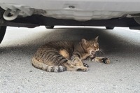 意外ニャ! 6月に急増、猫のエンジンルーム侵入…要注意 画像