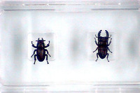 体長2.65mmでもオオクワガタ　オスとメス、山梨県で 画像