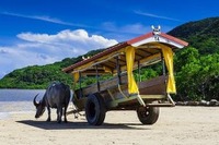 沖縄・由布島の水牛車、初のタッチ決済導入…10月23日から 画像