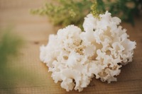 電球製造ノウハウを応用してキノコ栽培、大井川電機が「ホホホタケ」出荷---機能性表示食品 画像