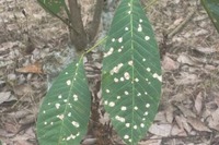 横浜ゴム、インドネシアのゴムノキ病害抑制研究に協力…天然ゴムの持続可能な生産めざす 画像