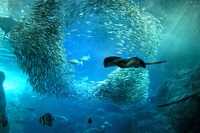 水族館、食事、宿泊、ゴルフで優待…オリックスカーシェアリング 画像