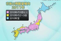 来年のスギ花粉、10倍予想も 画像