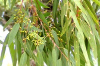 ユーカリから自動車 双日が植物由来樹脂に参入へ 画像