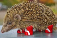 ハリネズミを交通事故から守ろう---ソニック 画像