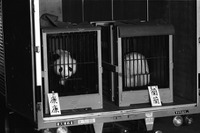 ［動画］歴代パンダ…カンカン＆ランラン　1972年来園 画像