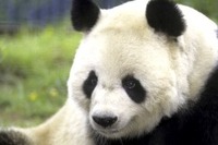 ［動画］歴代パンダ…チュチュ、トントン、ユウユウ 画像