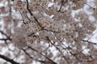 桜シーズン例年より遅め、東京で開花 画像