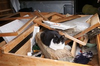 【東日本大震災】石巻湾田代島、猫は生き延びていた 画像