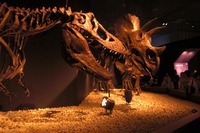【夏休み】ティラノサウルス vs トリケラトプス 恐竜博2011 画像
