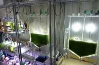 IHIなど、藻類バイオ燃料を研究開発 画像