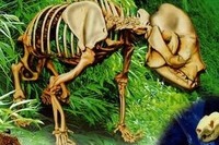 クロマデプス3Dを使ったダブルユース図鑑 画像