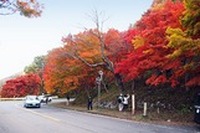 MapFan Web 観光楽地図、“日塩もみじライン”ドライブ情報を提供 画像